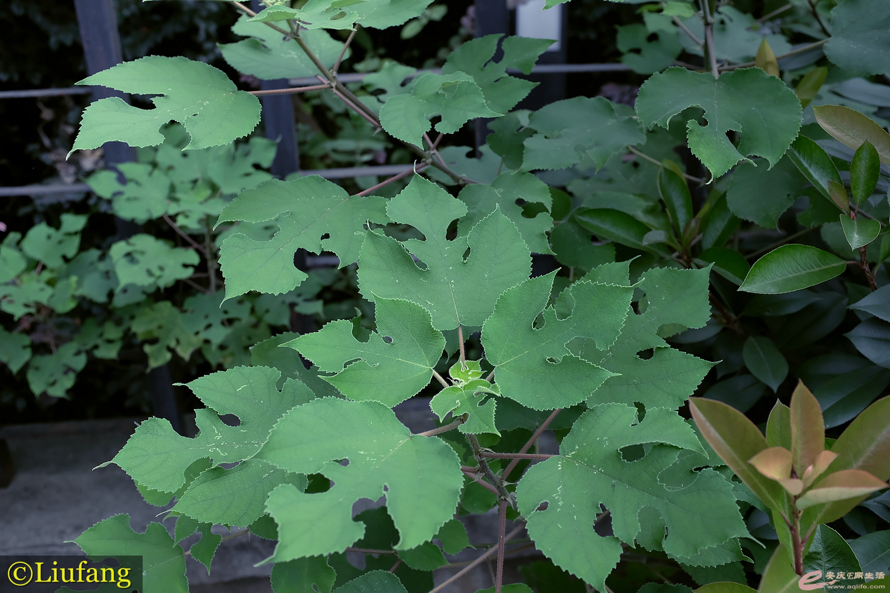 DSCF7886_.jpg
