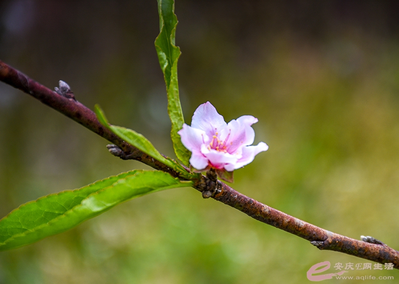 DSC_7197.jpg