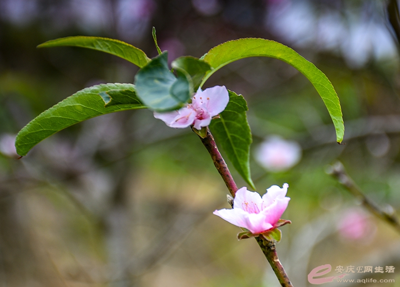 DSC_7199.jpg