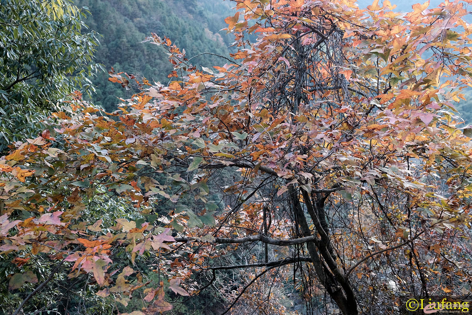 DSCF4109__.jpg