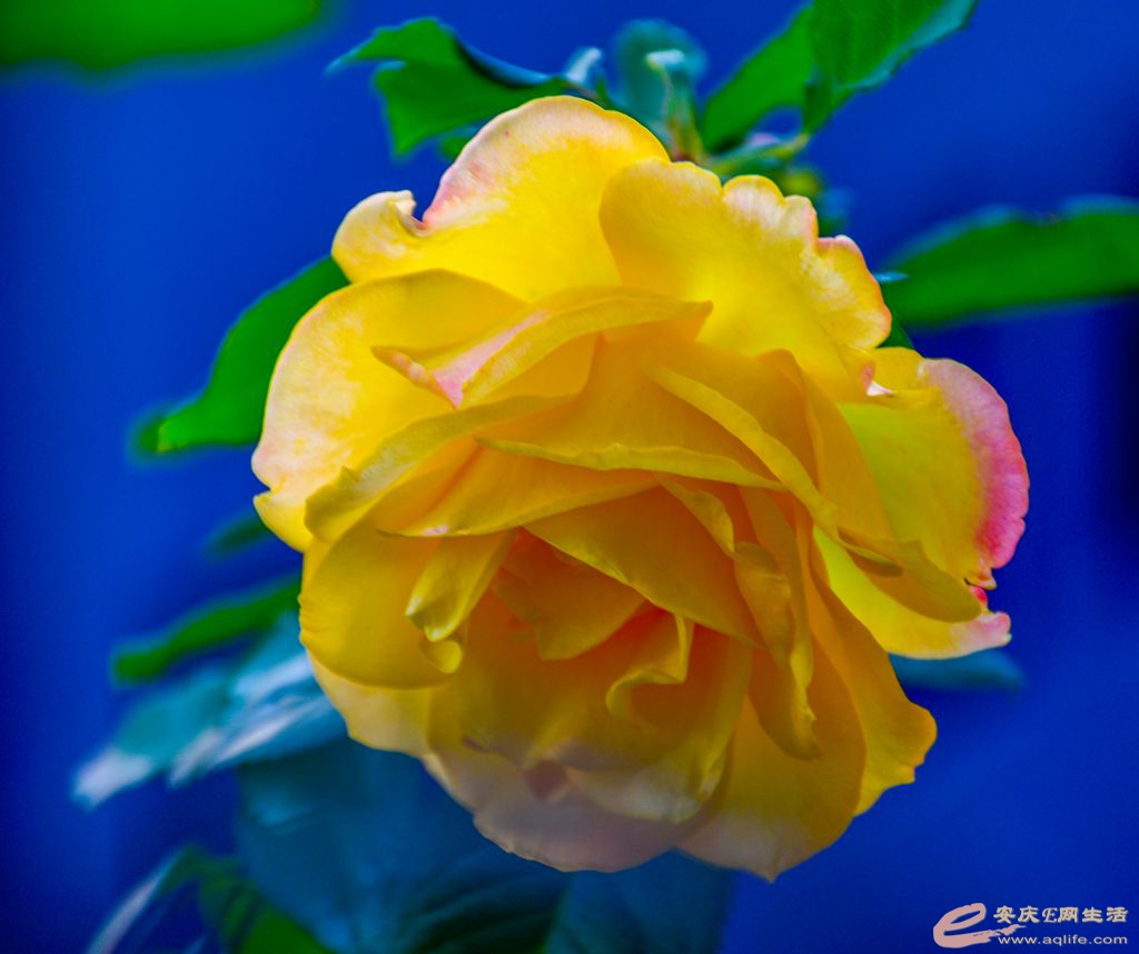 _DSC8878.jpg