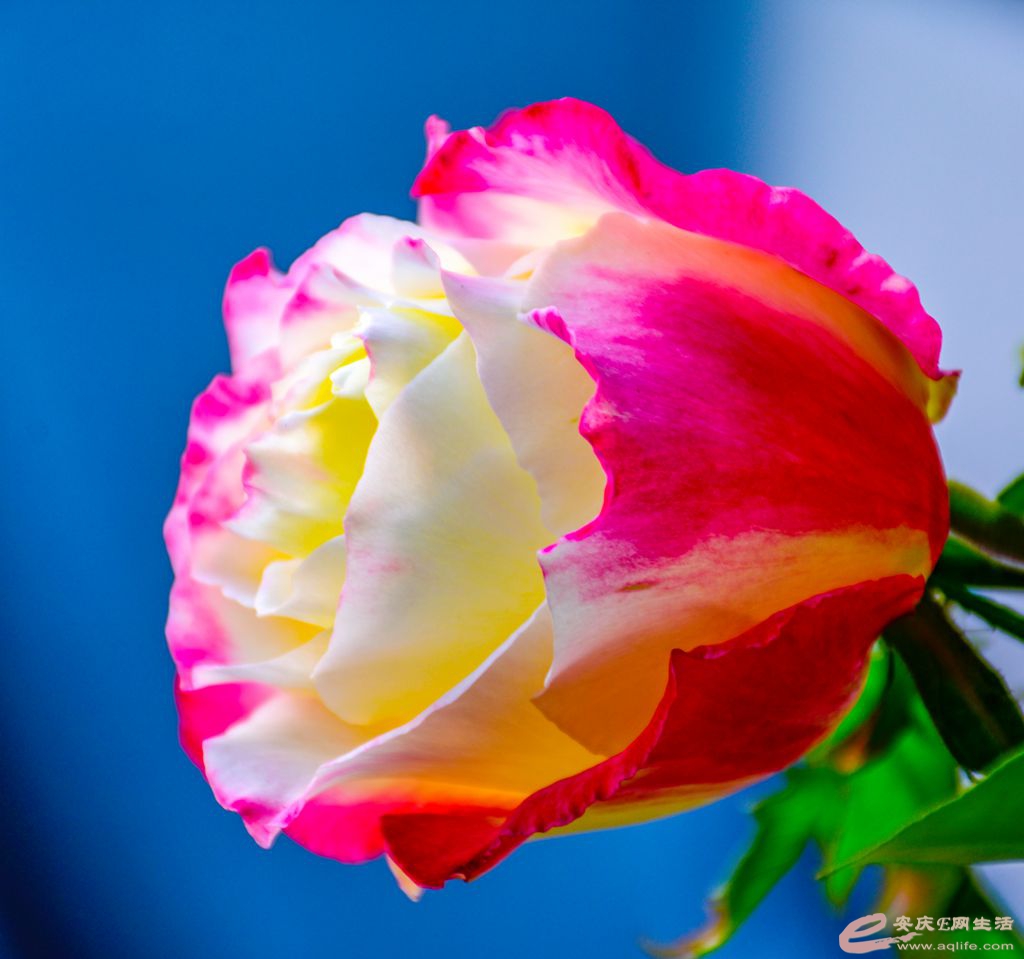 _DSC8881.jpg