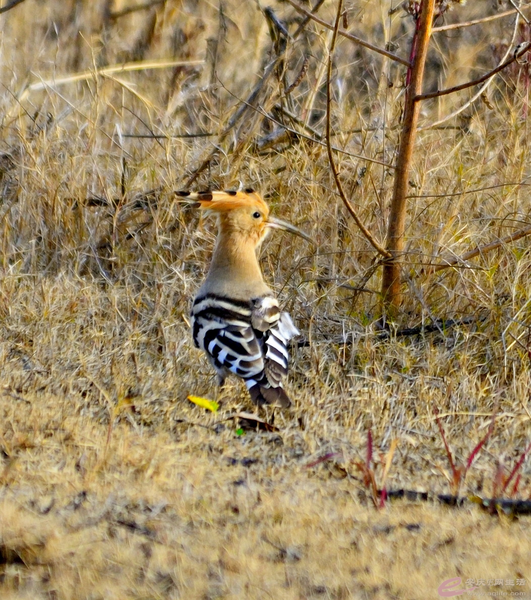 _DSC7792.JPG