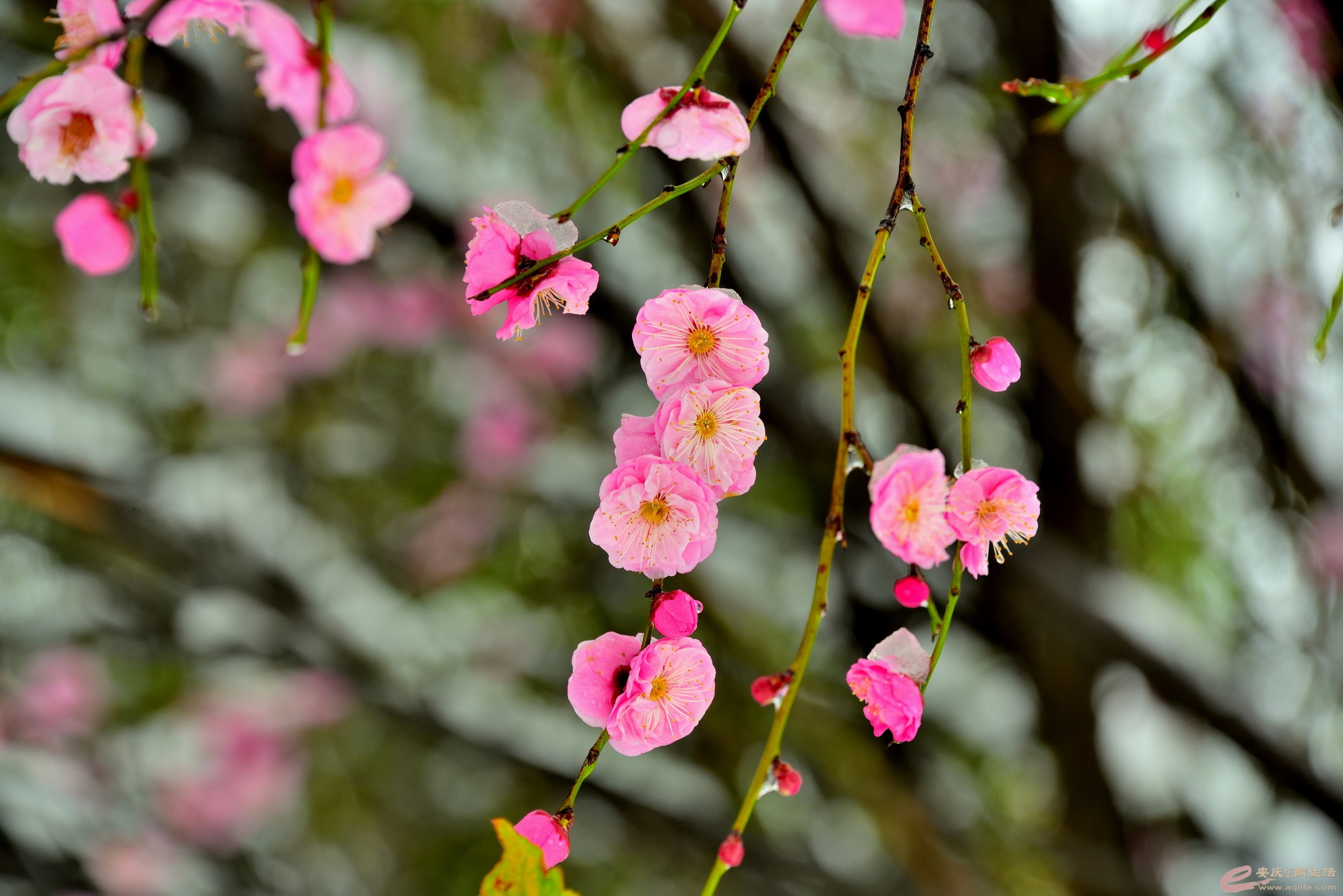 _DSC8088.JPG