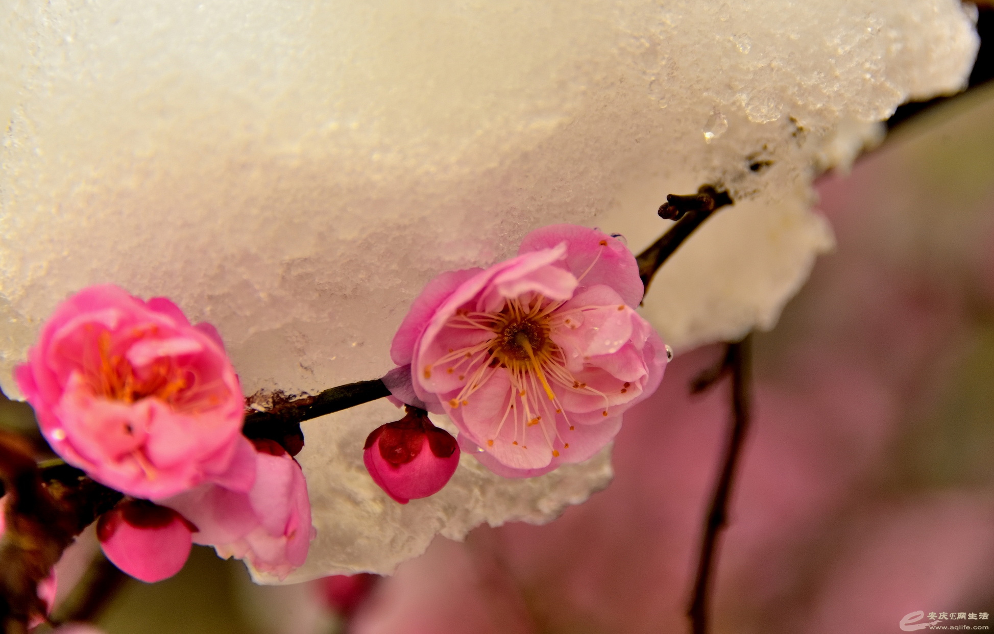 _DSC8136.JPG