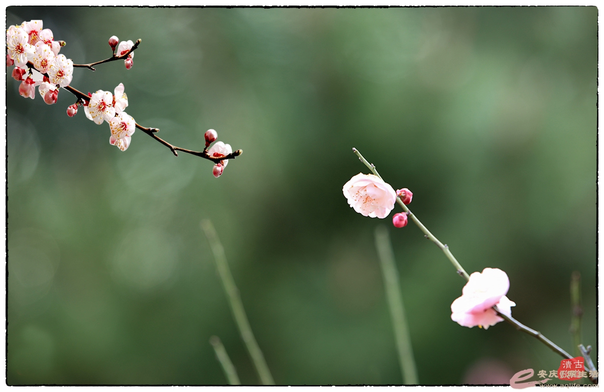 IMG_8182B.jpg