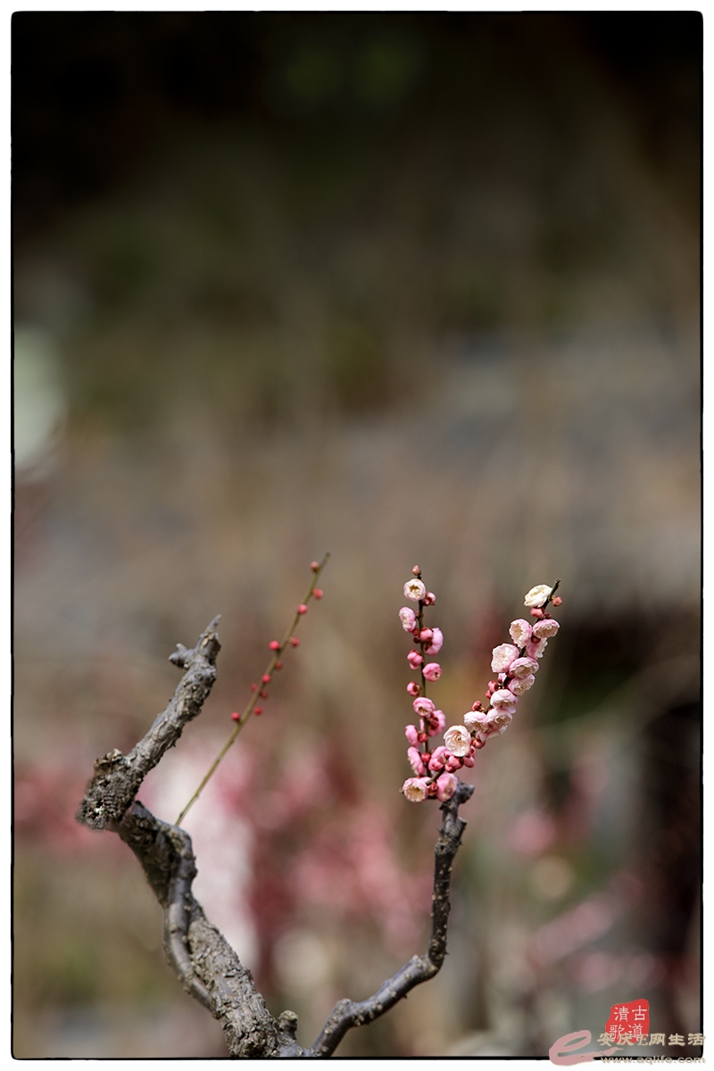 IMG_8179A.jpg