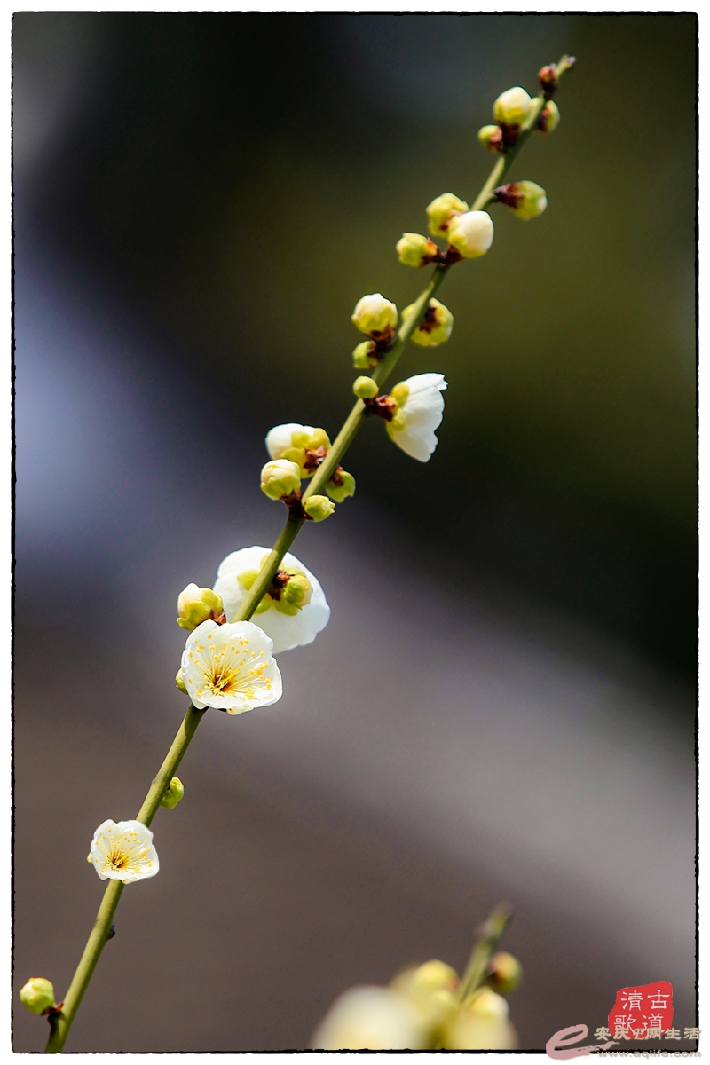 IMG_8184A.jpg
