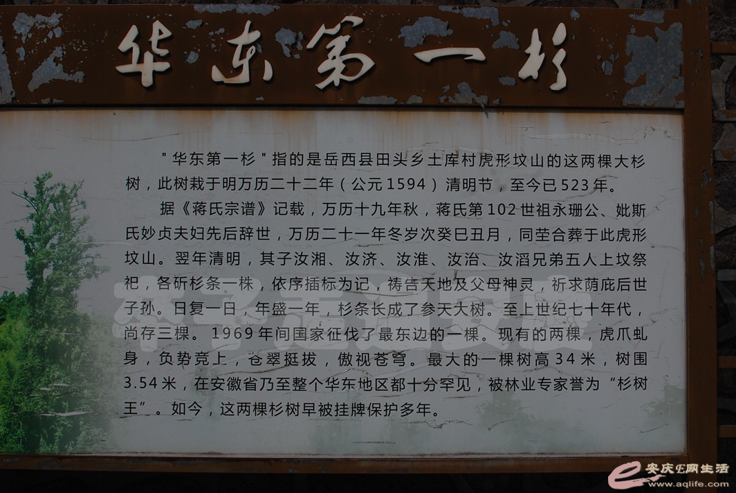 DSC_9915.jpg