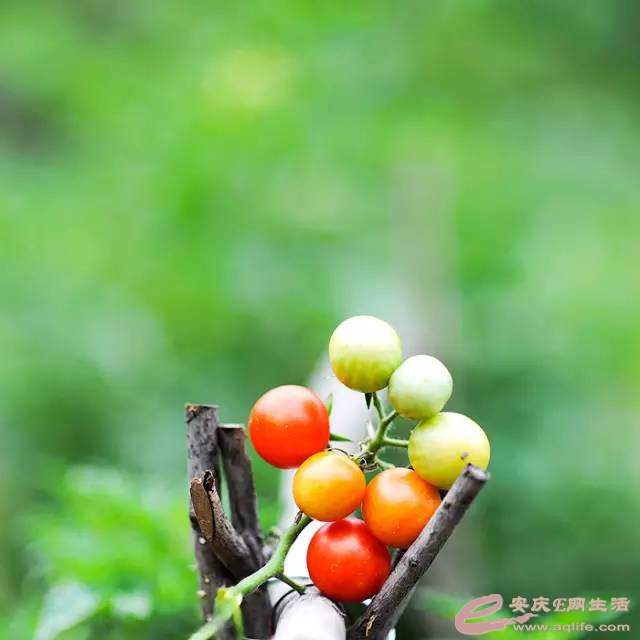 mmexport27cb313c7f94804a7b76074ce0ac1629_1647784004633.jpeg