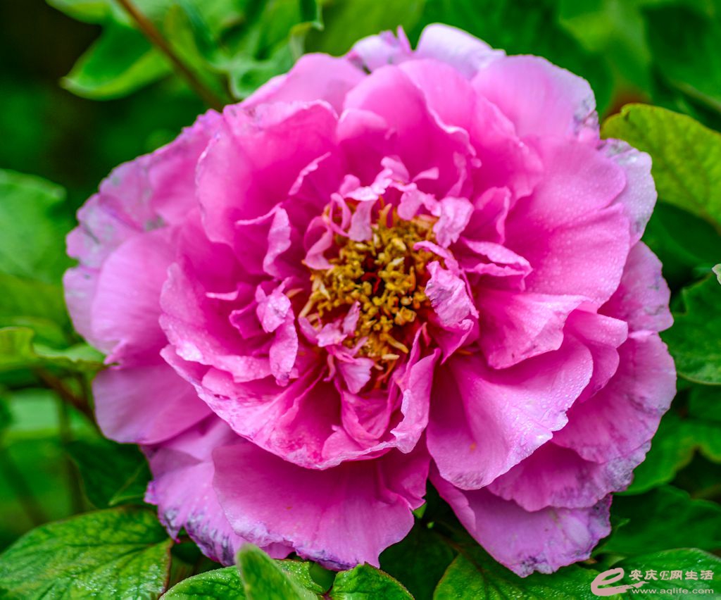 _DSC9940_.jpg