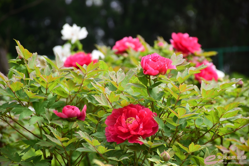 DSC_0104.JPG