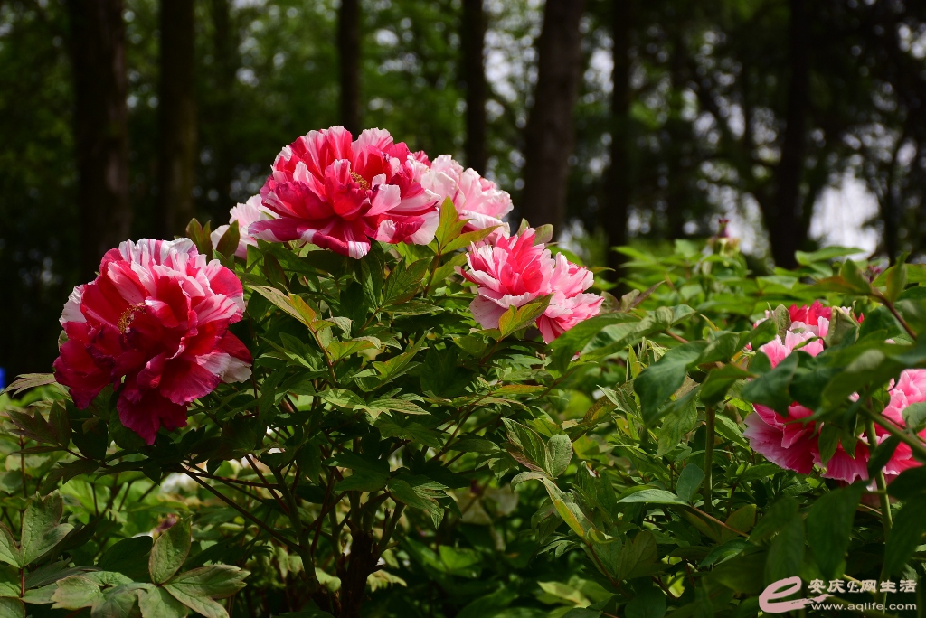 DSC_0041.JPG