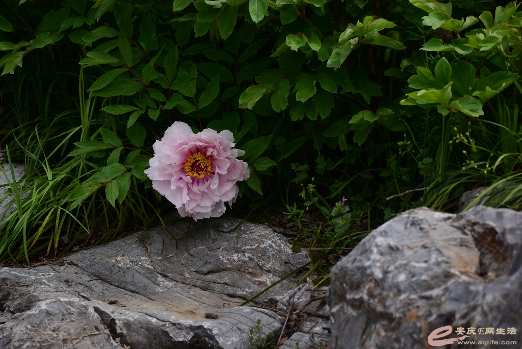 DSC_0072.JPG