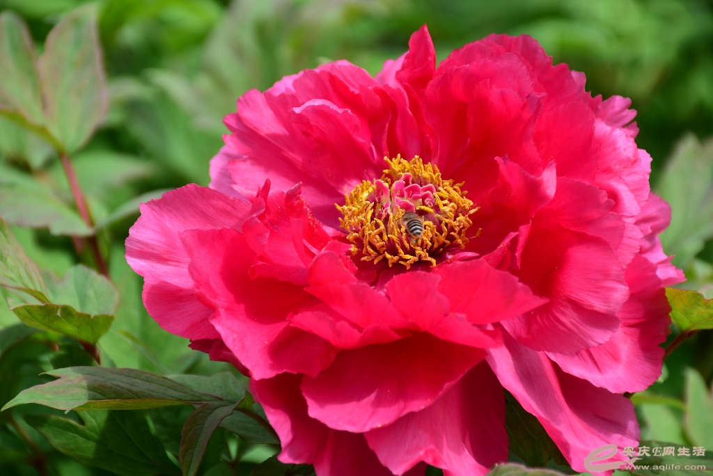 DSC_0112.JPG