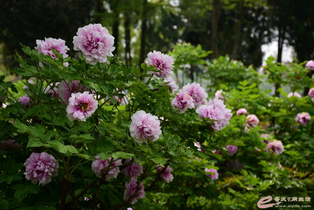 DSC_0091.JPG