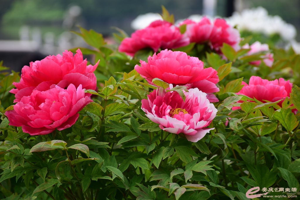 DSC_0118.JPG