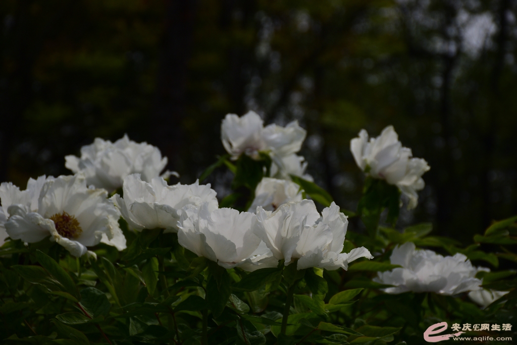 DSC_0053.JPG