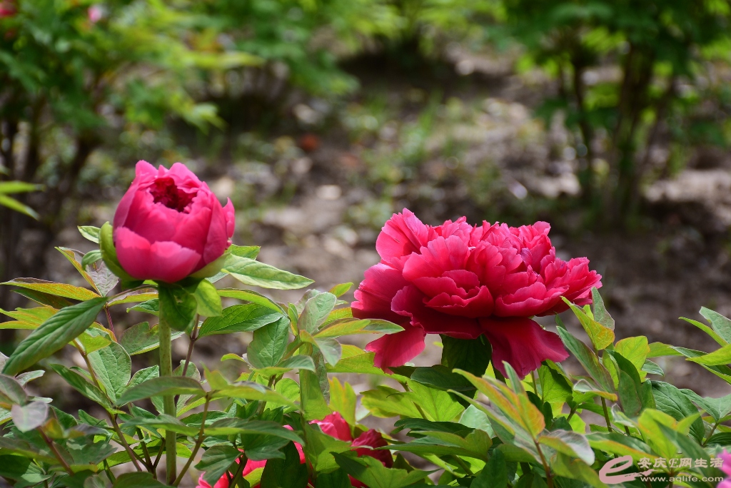 DSC_0048.JPG