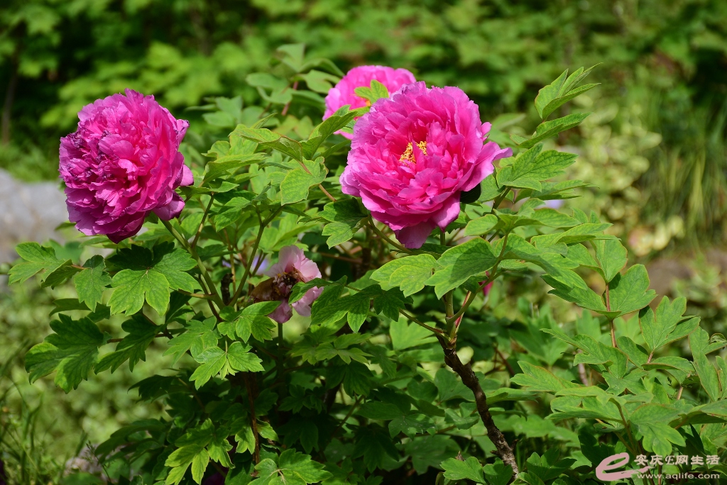 DSC_0044.JPG
