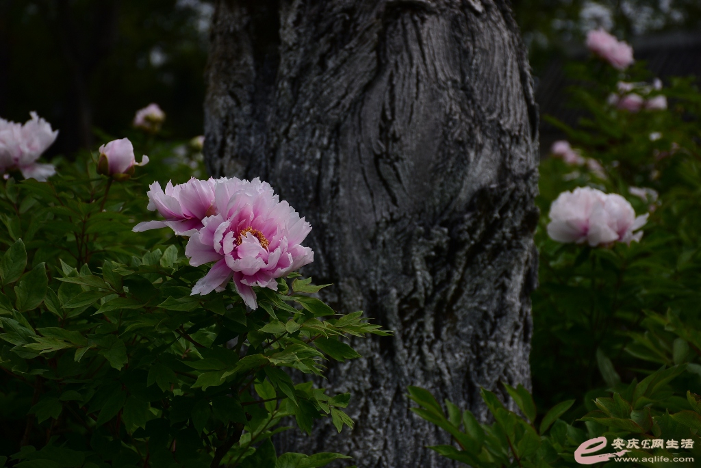 DSC_0071.JPG