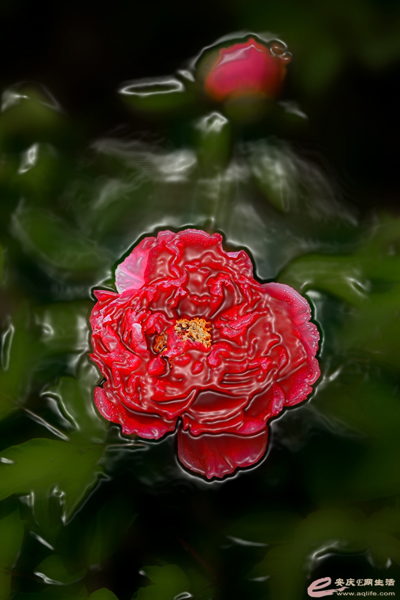 IMG_8460slbz.jpg