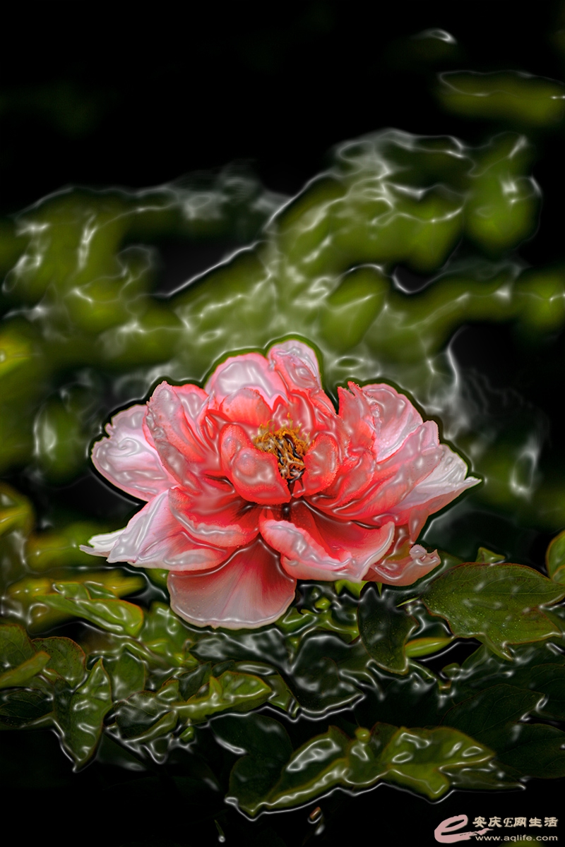 IMG_8495slbz.jpg