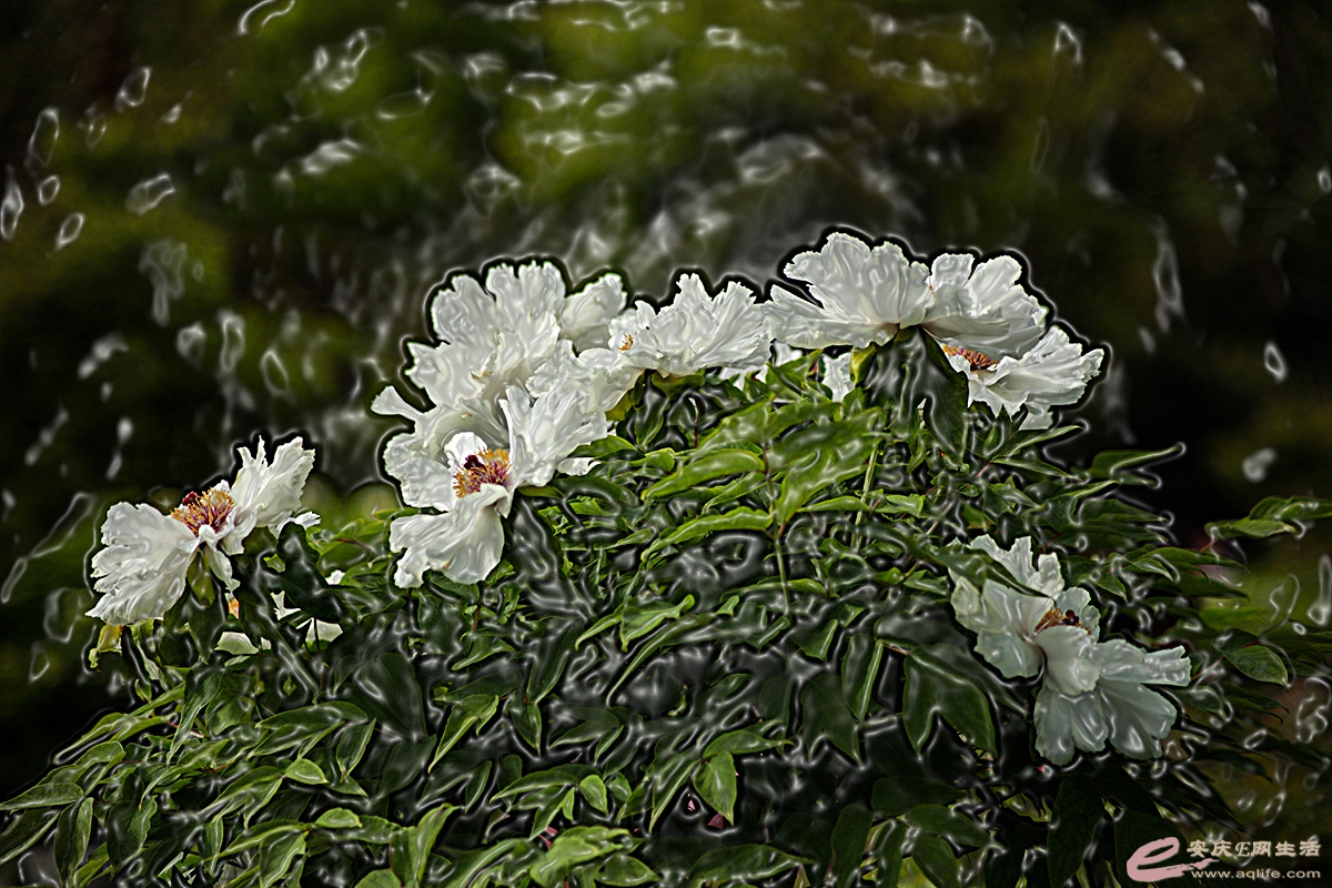IMG_8506slbz.jpg