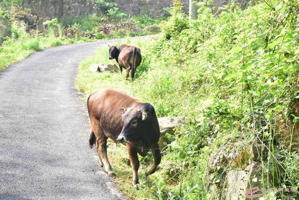 DSC_0045.JPG