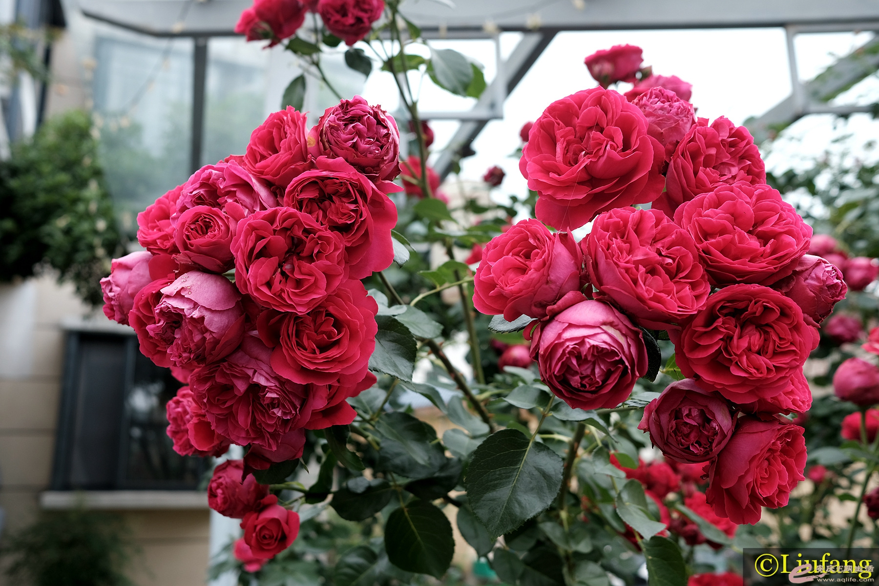 DSCF4795__.jpg