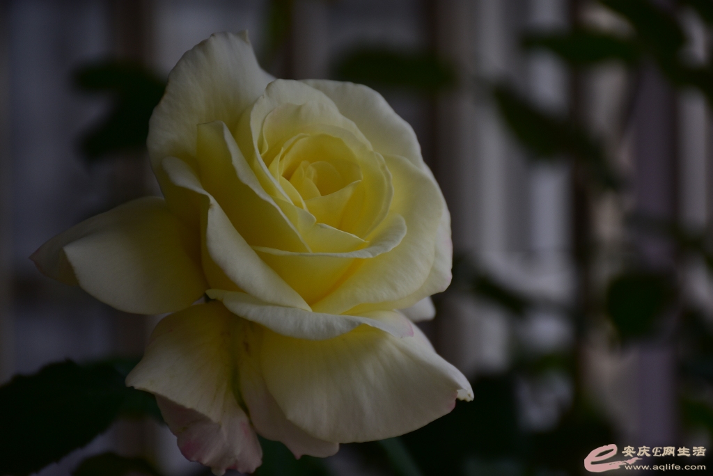 DSC_0082.JPG