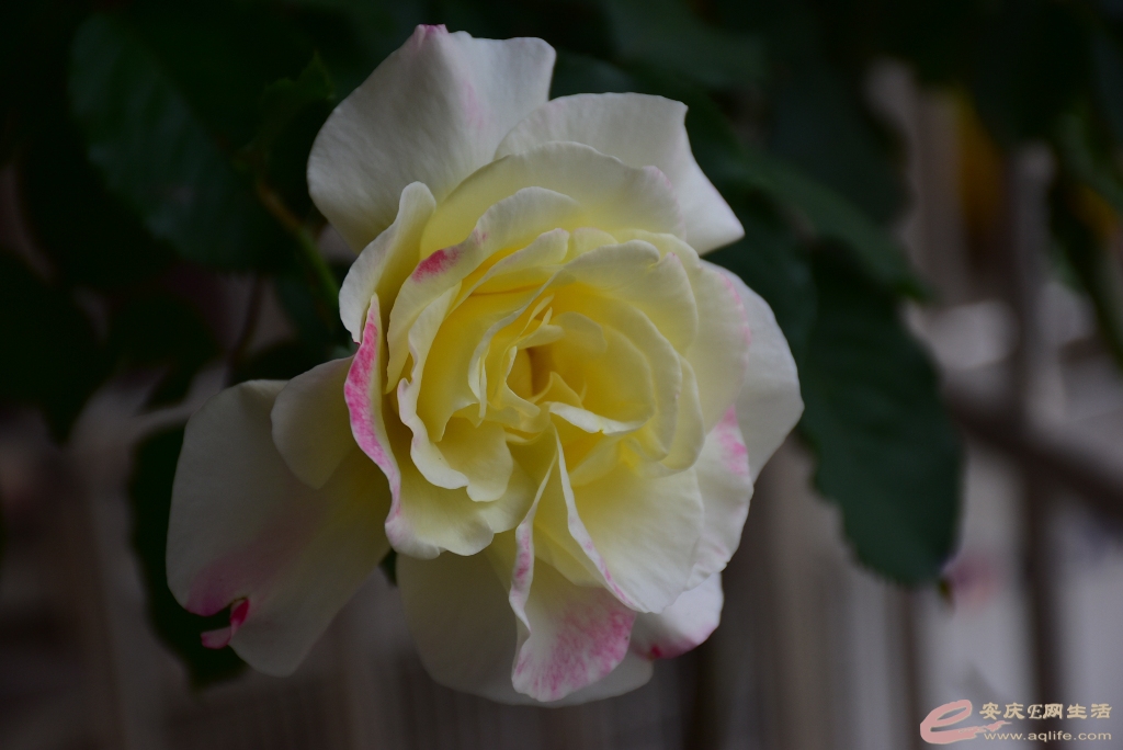 DSC_0083.JPG