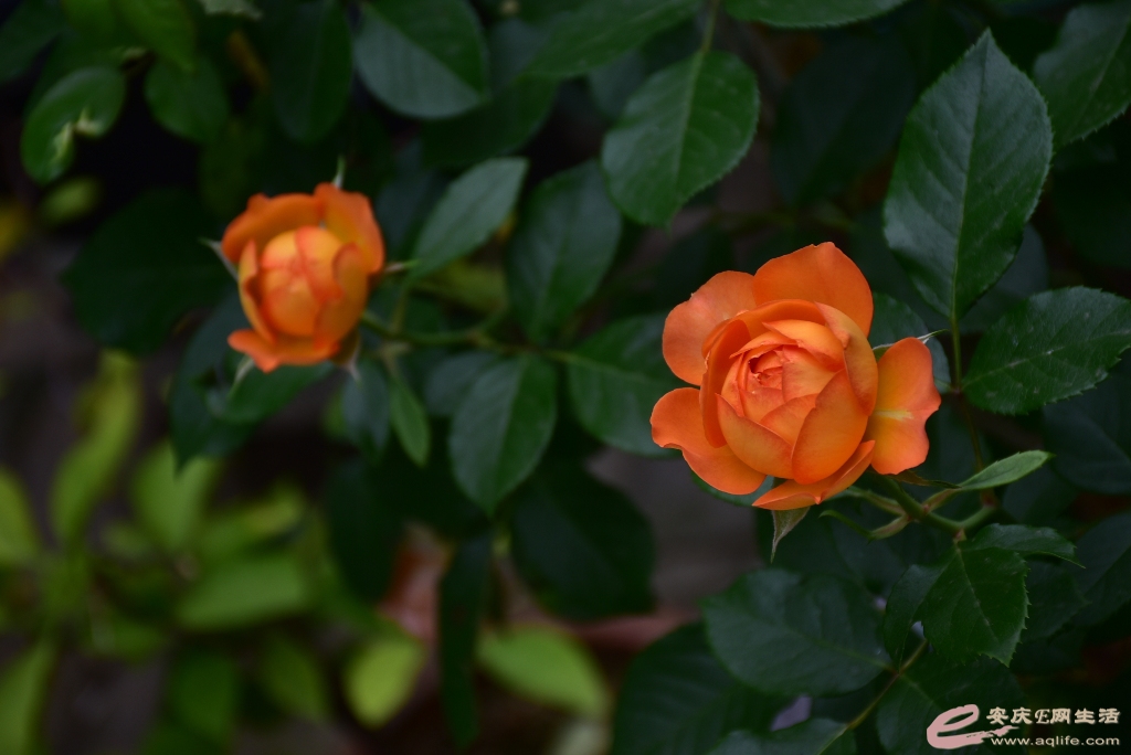 DSC_0099.JPG