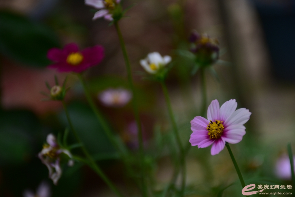 DSC_0101.JPG