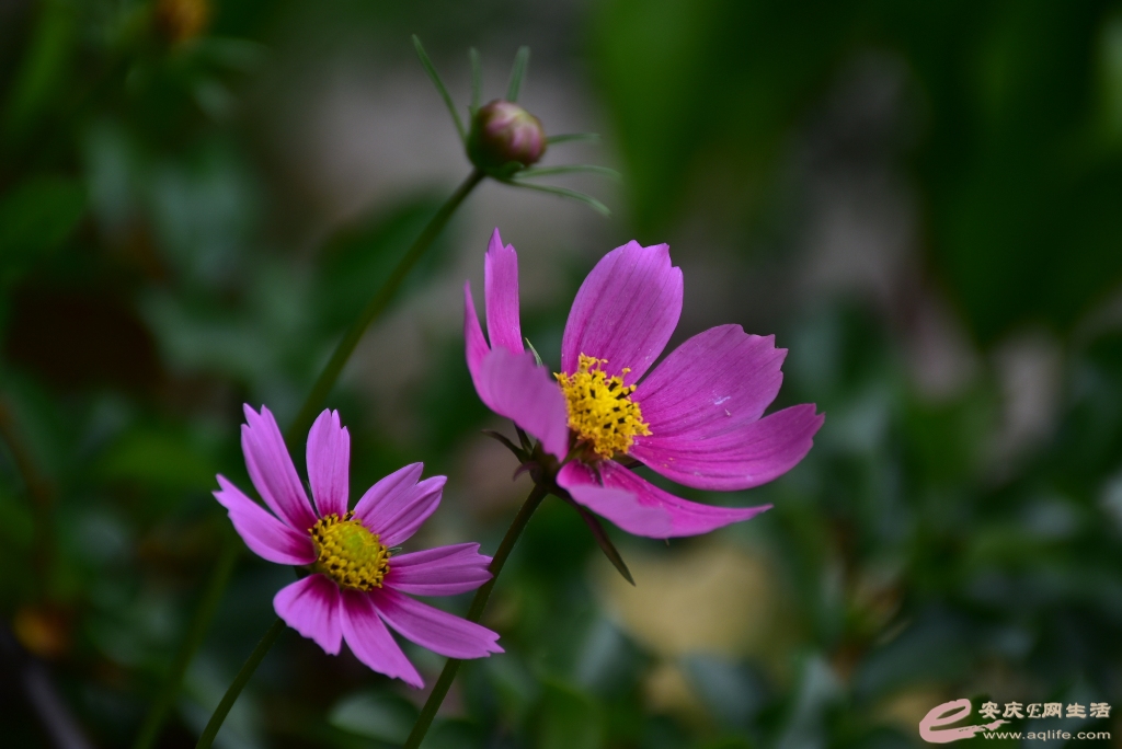 DSC_0106.JPG