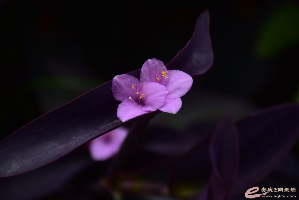 DSC_0110.JPG
