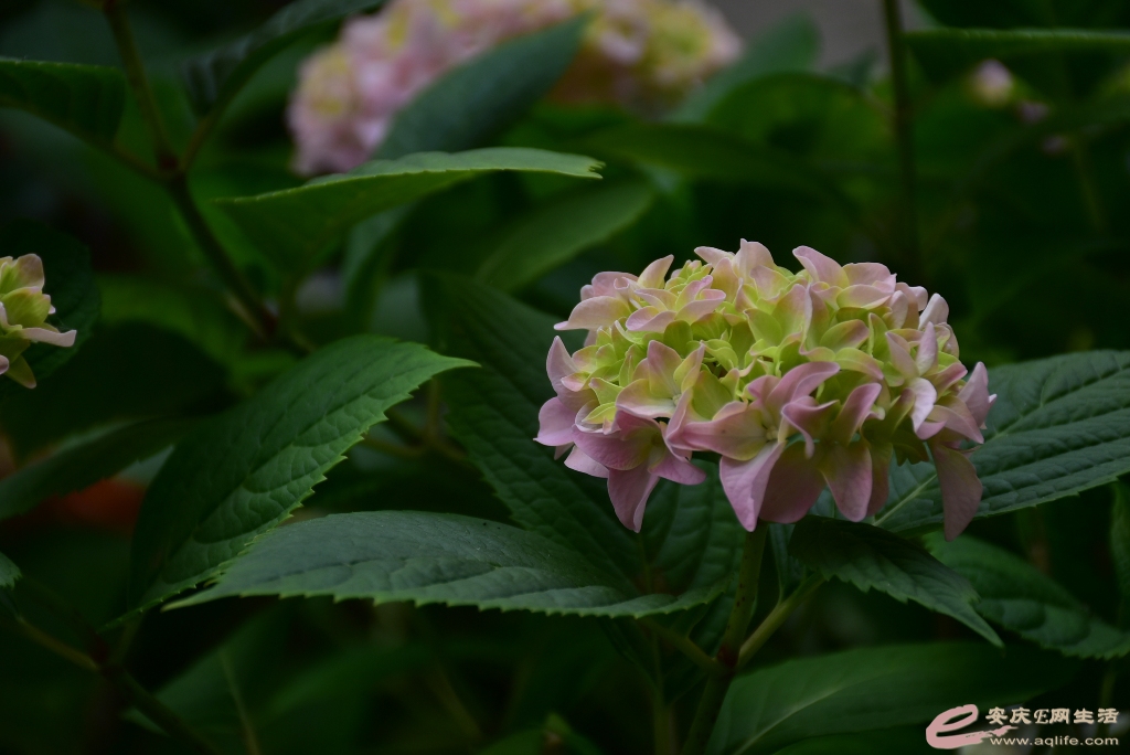 DSC_0120.JPG