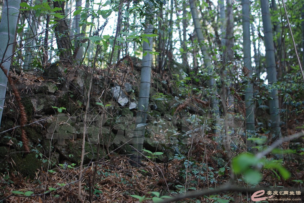 DSC_0100.jpg