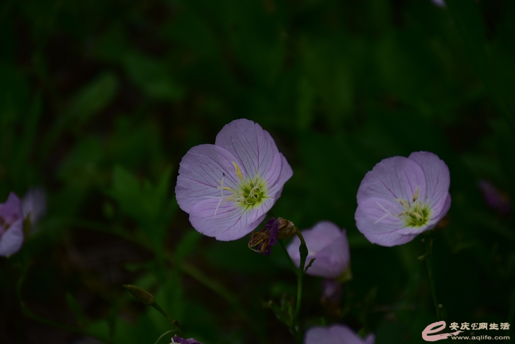 DSC_0484.JPG