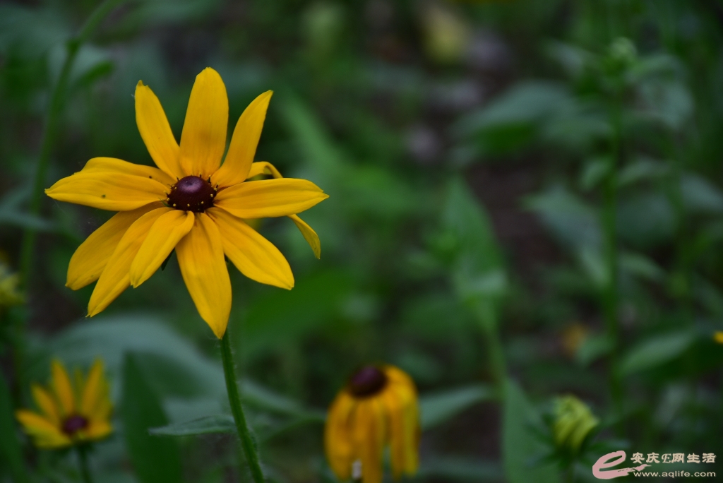 DSC_0467.JPG