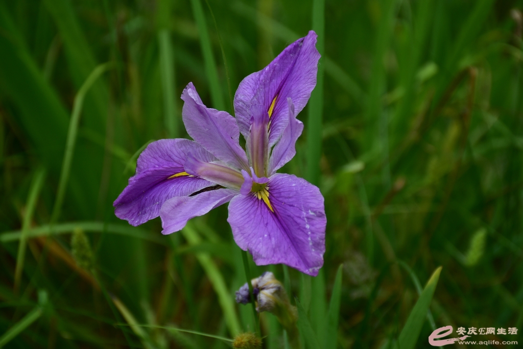 DSC_0486.JPG