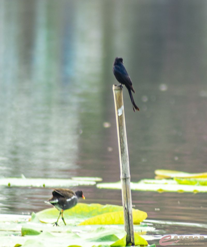 DSC_1155_.jpg