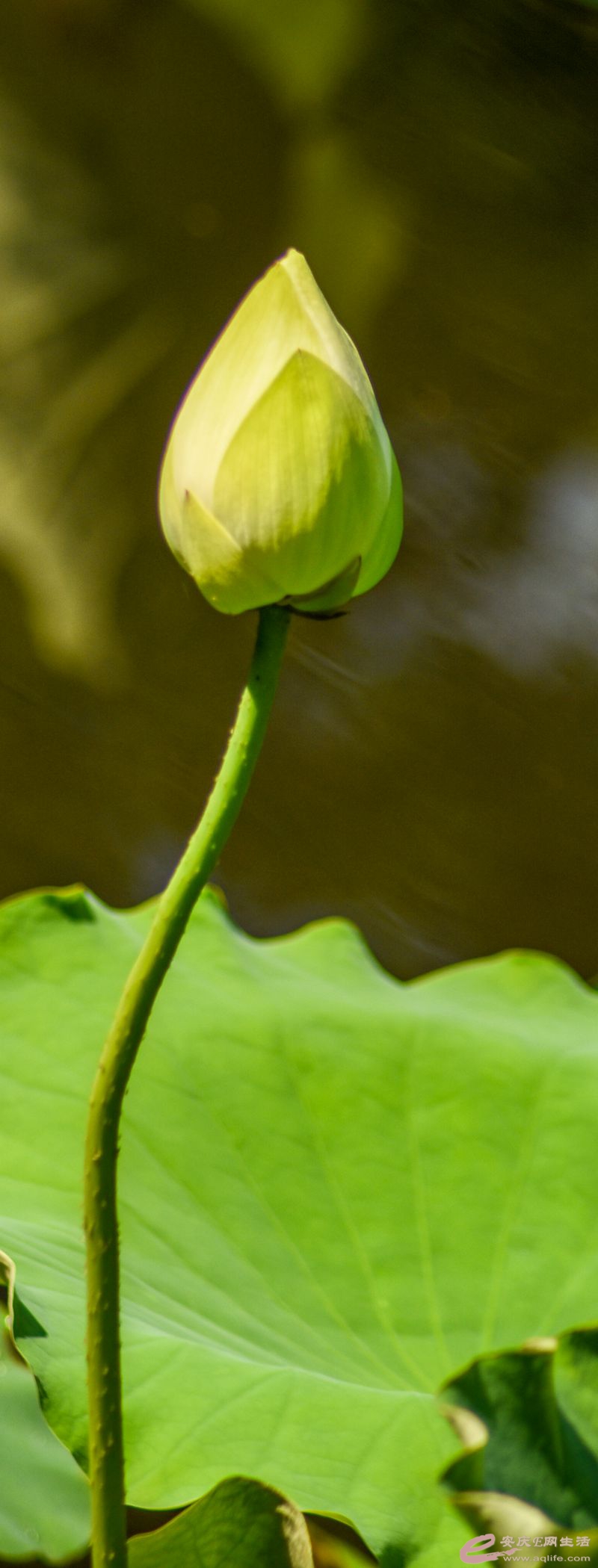 DSC_1211_.jpg