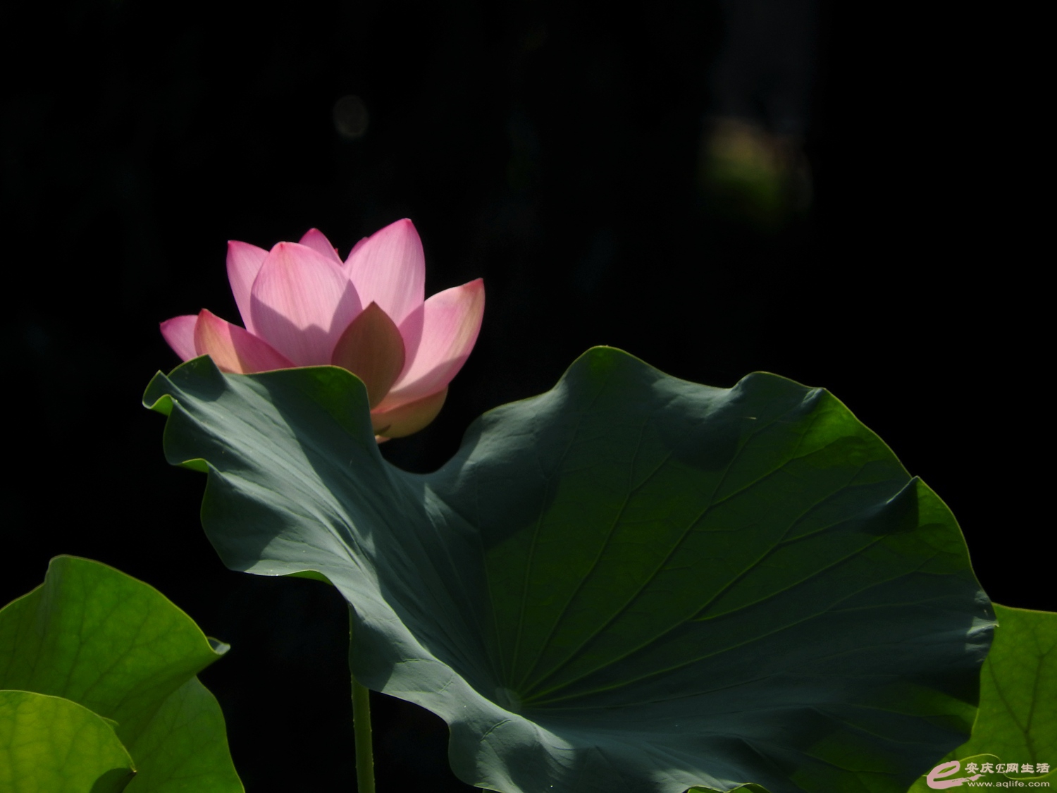 DSCN1256_.jpg