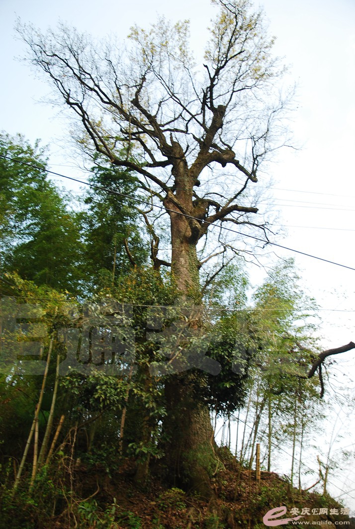 DSC_2896.jpg