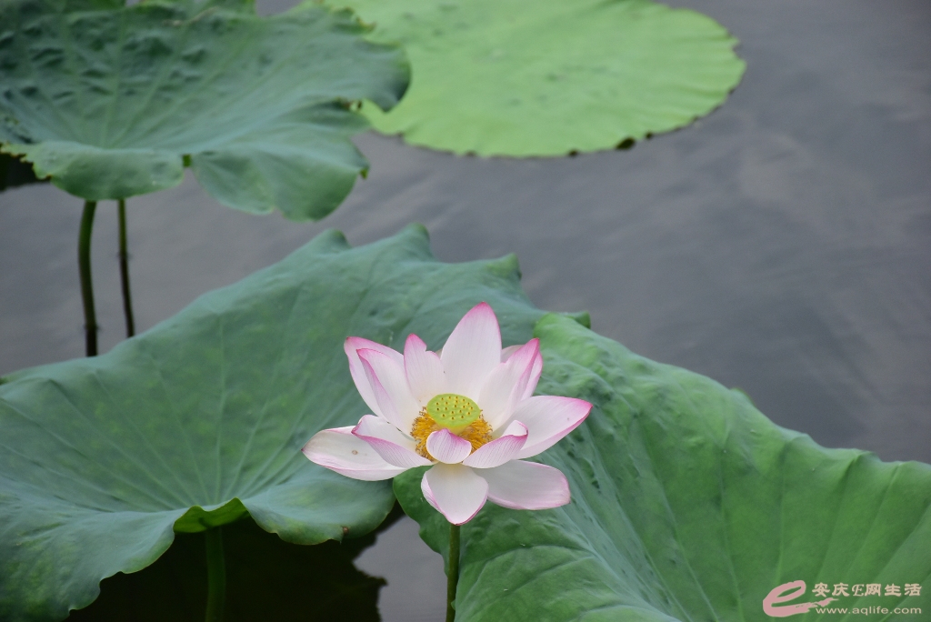DSC_0506.JPG