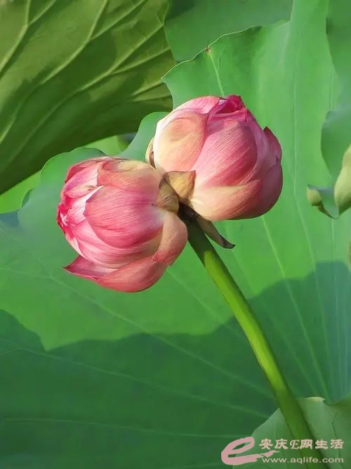 u=258238283,4130137651&amp;fm=253&amp;fmt=auto&amp;app=138&amp;f=JPEG.webp.jpg