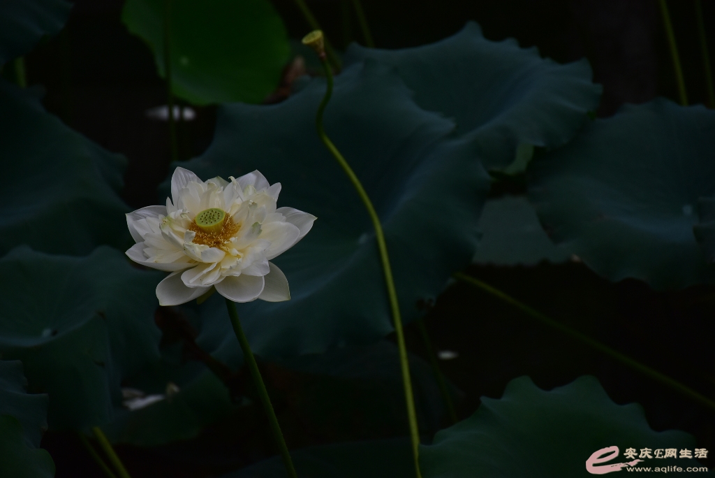 DSC_0095.JPG