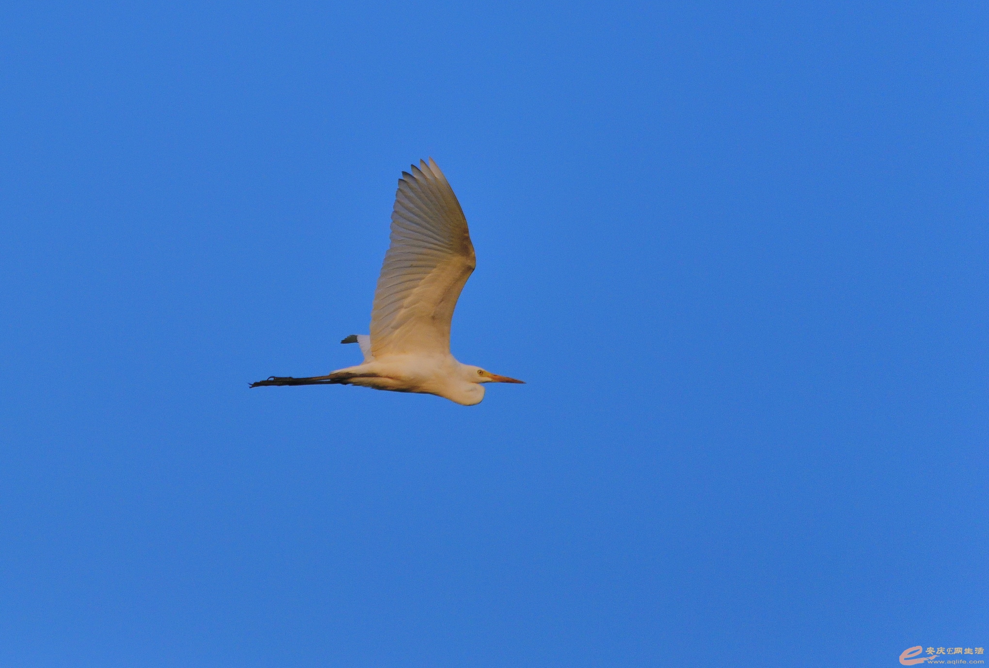 DSC_3116.JPG