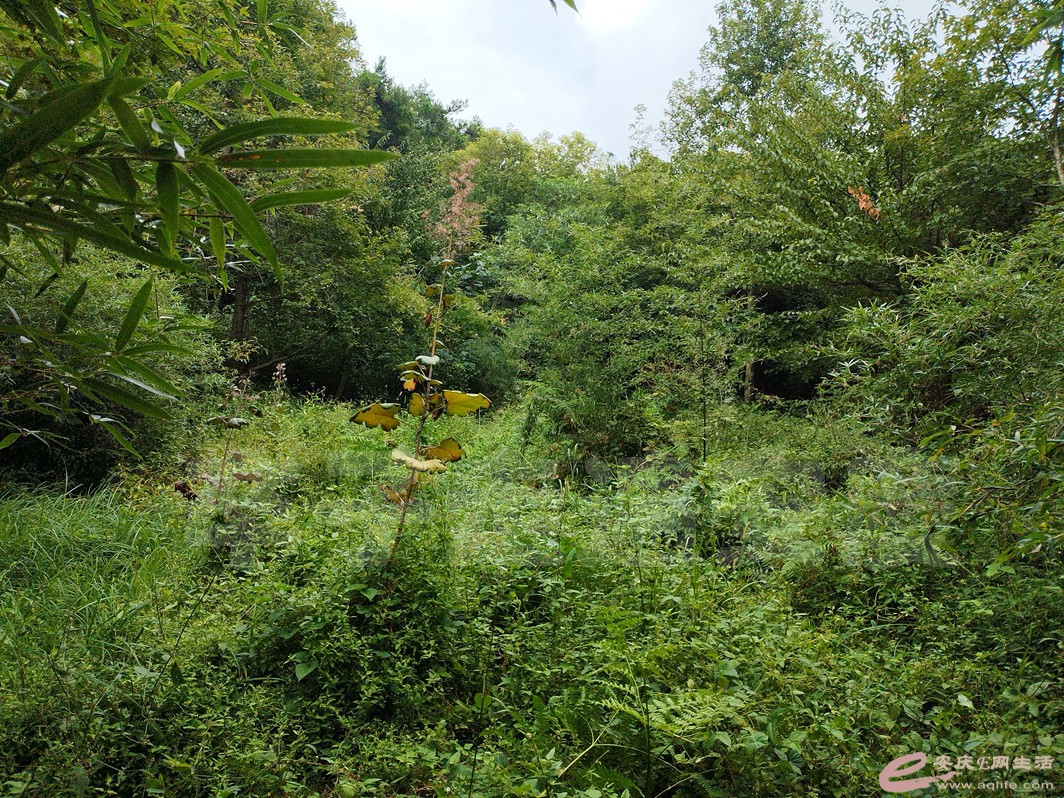 IMG_20220825_153333.jpg